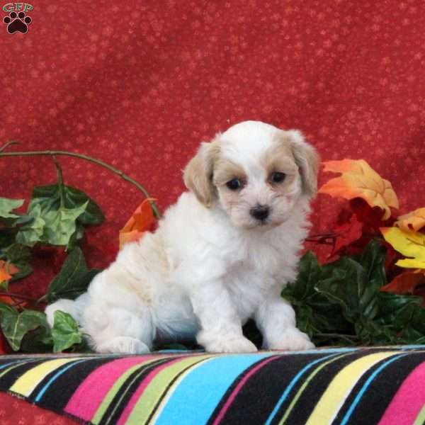 Skylark, Maltipoo Puppy